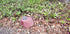 Discounted Memorial Rock Urn 1154 Medium Red